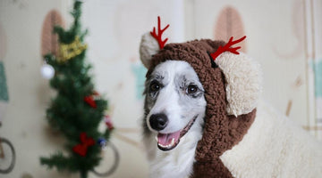 Best DIY Christmas Outfits for Families with Dogs