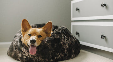 3 Ways to Treat Your Pet on National Pet Day