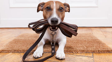 5 Steps to Stow-and-Go Storage for Your Pets