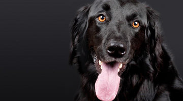 Thinking Wisely About Canines: Is Getting a Dog the Right Choice for You?