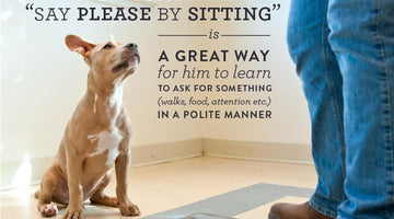 Tips From Our Trainer: Teaching Your Dog To Ask Politely