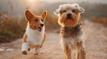 Tips To Keep Your Animals Happy And Healthy