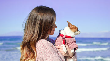 Tips for a Fun, Safe Beach Visit with Your Dog