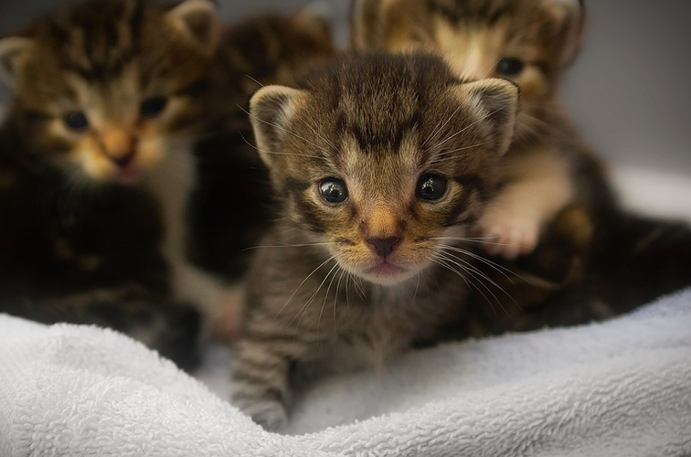 Tips to Create a Better-Smelling Litter Area