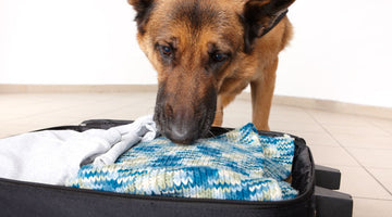 Traveling With Your Dog? What You Need to Know Before You Go