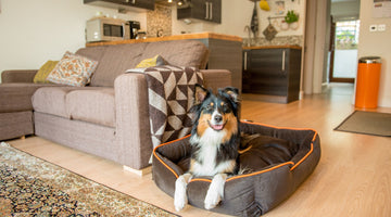 6 Design Tips for Happy Pets