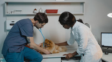 What Qualifications Should I Look for in a Perfect Vet?