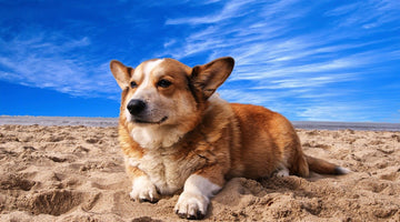 Welsh Corgis: Why They are the Perfect Dog for a New Family