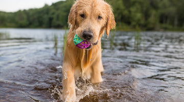 How to Keep Your Dog Cool and Safe This Summer