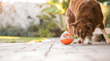 Top 9 Tips for a Healthy, Happy Pup