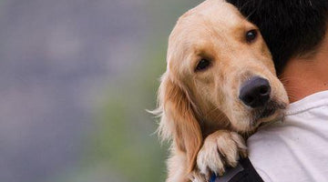 What Does Your Family Pet Need? 5 Things To Look at Right Away