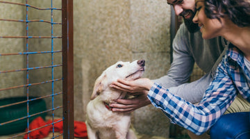 If You Just Adopted a New Dog, Do These 5 Things First