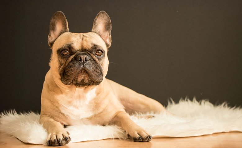 7 Easy Ways to Stop Your Dog From Barking