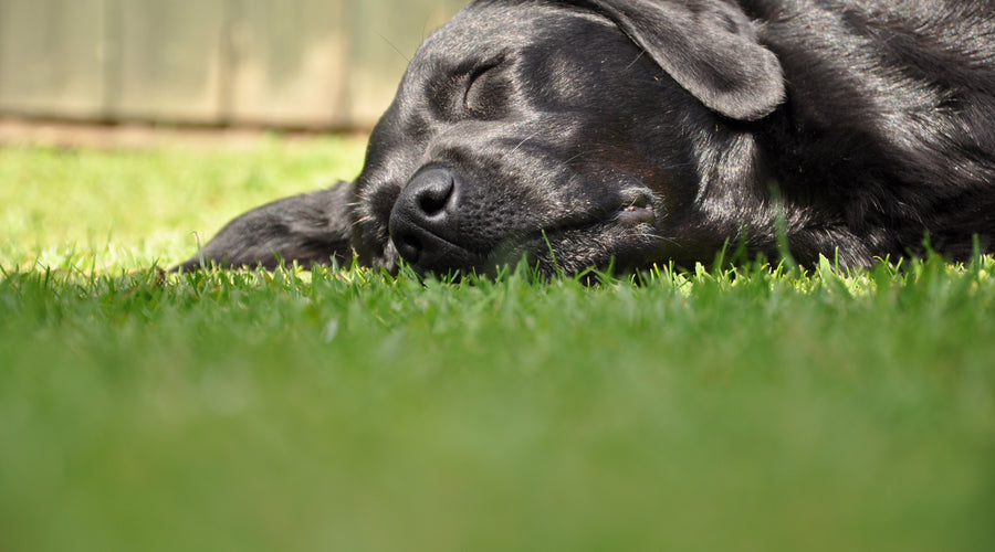 Tips for Keeping Your Pets Entertained When It Is Hot Outside