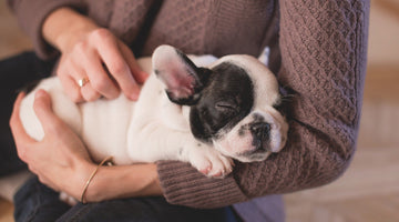 What Kinds of Pets Make the Best Emotional Support Animals?