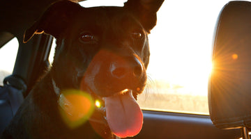 Tips to Make Travel Less Stressful on Your Dog