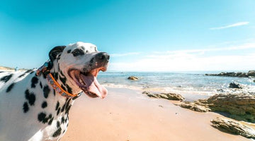 10 Tips for Keeping Pets Safe and Healthy in the Summer