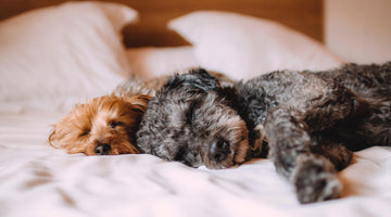 5 Reasons Why Sleeping With Your Dog Is Actually Good For Your Health