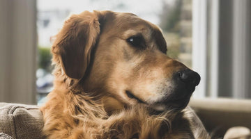 3 Tips for Reducing Anxiety in Your Pets