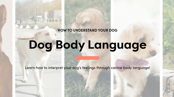 The Ultimate Guide to Dog Body Language