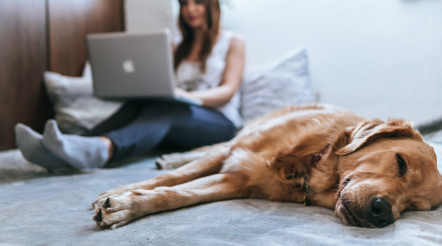 Why Dogs are So Important for the People to Be Productive and Efficient in Their Profession