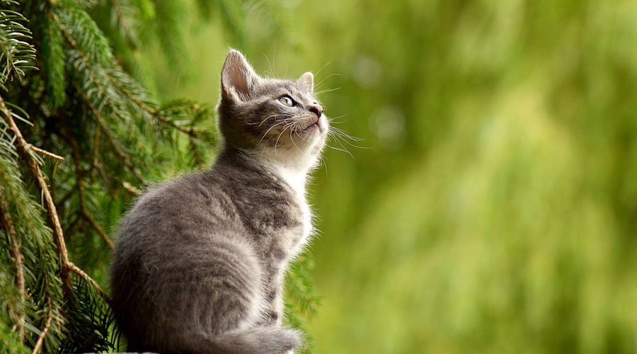 Why Does My Cat Scratch Around Her Food?