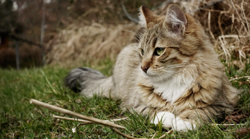 Grooming Tips for Long Haired Cats