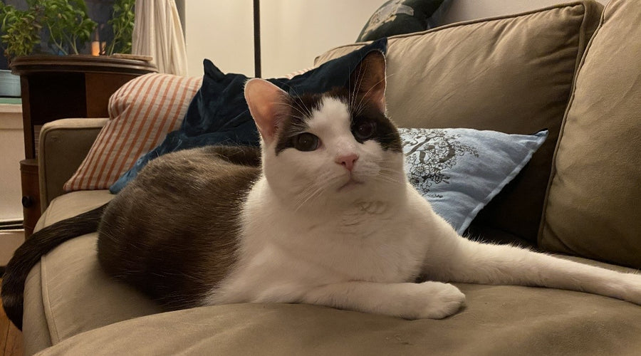 The Benefits of Cat Sitting