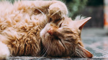 10 Common Cat Breeds to Adopt