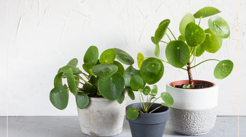 The Ultimate Guide to Pet-Safe Plants