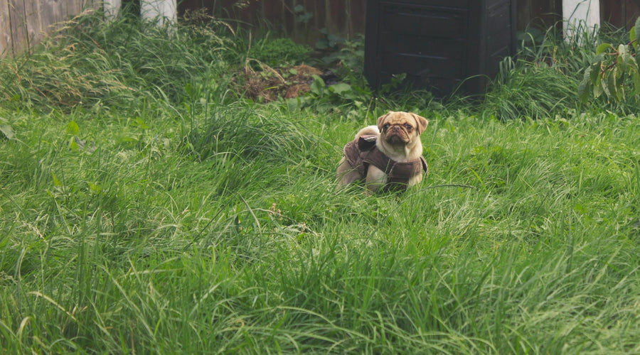 Danger alert! Potential Pet Hazards in Your Home You Might Not Be Aware Of