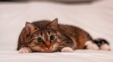 5 Ways To Increase Your Cats Exercise Routine
