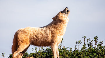 6 Great Family Dog Breeds That Look Like Wolves 