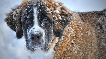Winterizing the Home For Yourself and Your Dog
