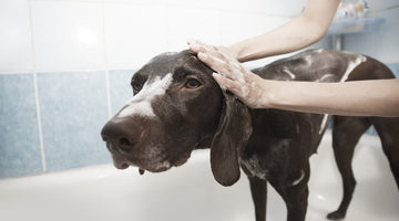 Best Dog Bathing Tips