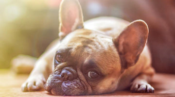 Tips to Help De-Stress your Dog
