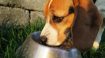 How to Know if Your Dog Has a Food Allergy