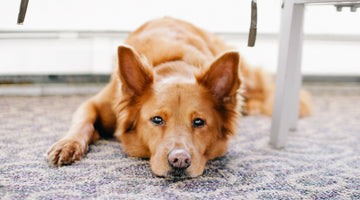How to Maintain Your Carpet When Living With Dogs