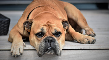 5 Ways CBD Oil May Help Your Dog Sleep Better