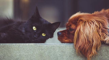 The Difference in Nutritional Requirements For Cats & Dogs