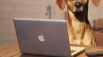 How to Create an Amazing Dog-Friendly Office