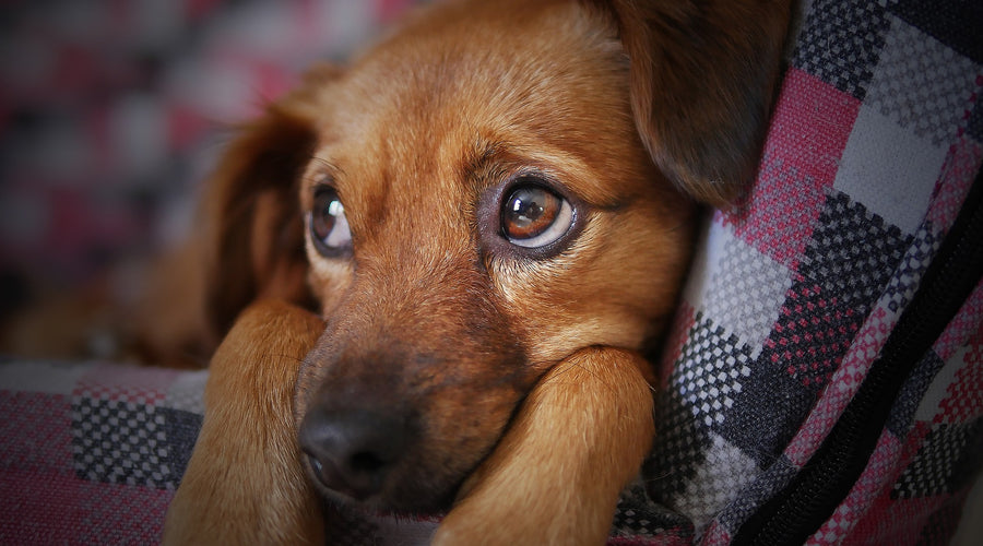 Signs and Prevention of Ear Infections in Dogs