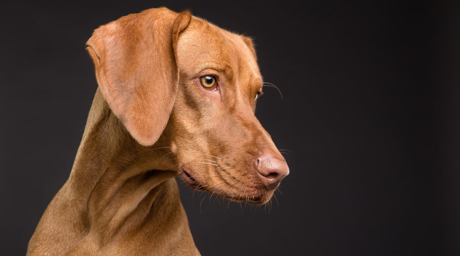 5 Reasons Your Dog Might Be Scratching and How to Help