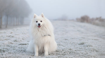 Tips to Keep Your Dog Strong and Healthy During the Winter