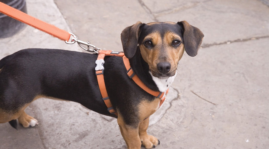 7 Tips to Keep Your Dog Calm Around Strangers