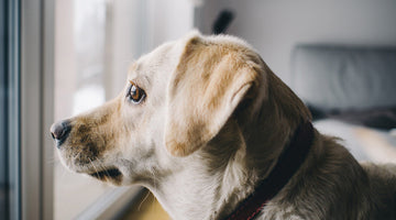 Is Renting or Buying a Home Better for You and Your Pets?