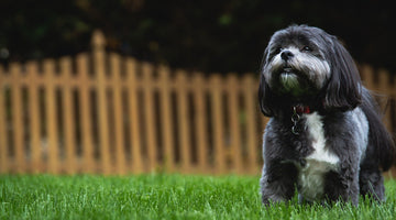 HOW DOG OWNERS CAN KEEP THEIR LAWNS LOOKING GREAT THIS FALL
