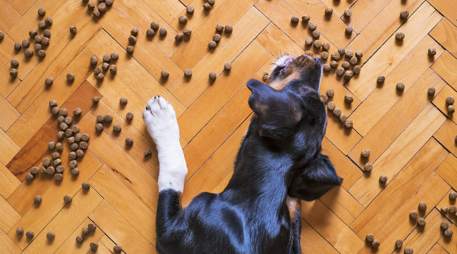 How To Choose a Pet Food for Your Dog