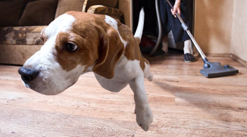 5 Quick Cleaning Tips for Eliminating Dog Odors in Your Home