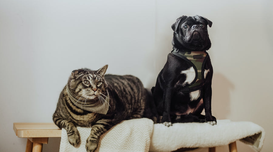 Dog and Cat in One Apartment, How to Do Everything Right